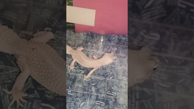 Кормление красотки Зефирки.