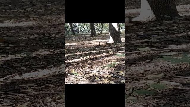 Ручные белки в парке !!)) смотреть онлайн