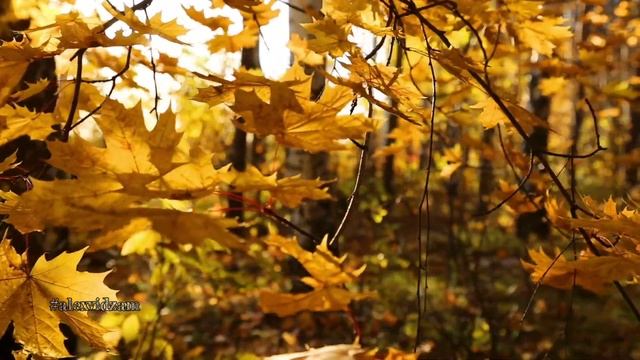 Интересные факты о Клёне. #alexvidzam #vza #алексвидзам смотреть онлайн