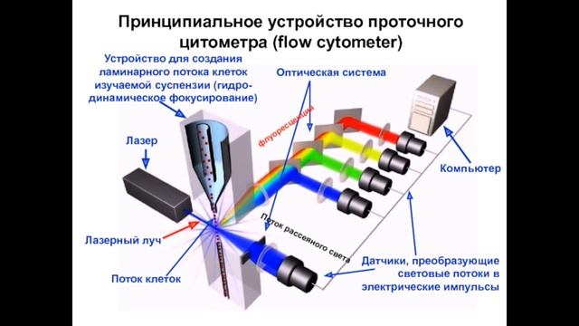 Тема 37.1. Автоматический анализатор крови или глаза врача? Общий клинический анализ крови. смотреть онлайн