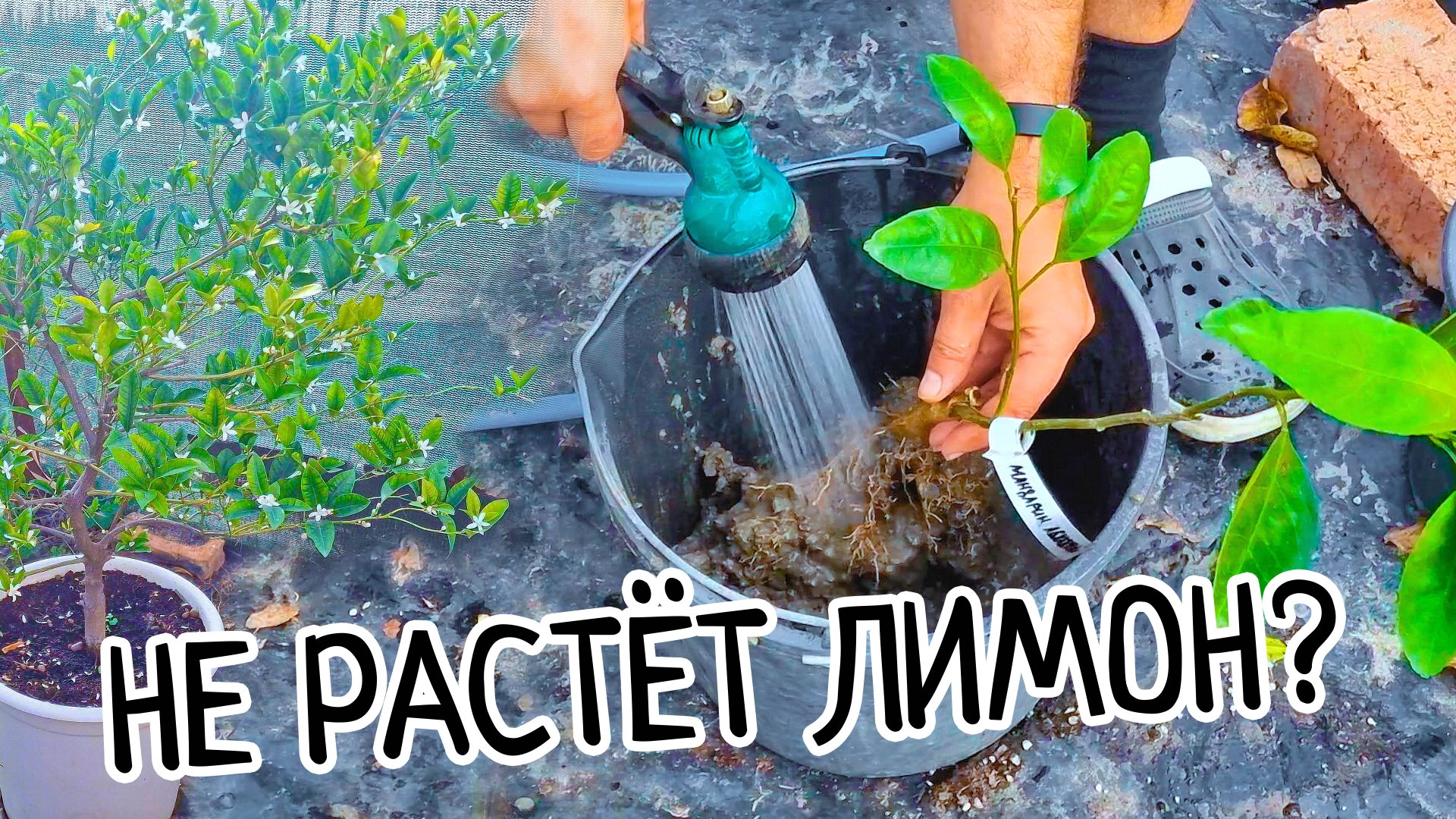 Залили или купили лимон? СРОЧНО НУЖНА пересадка. Какой грунт для цитрусов? Как пересадить лимон. смотреть онлайн