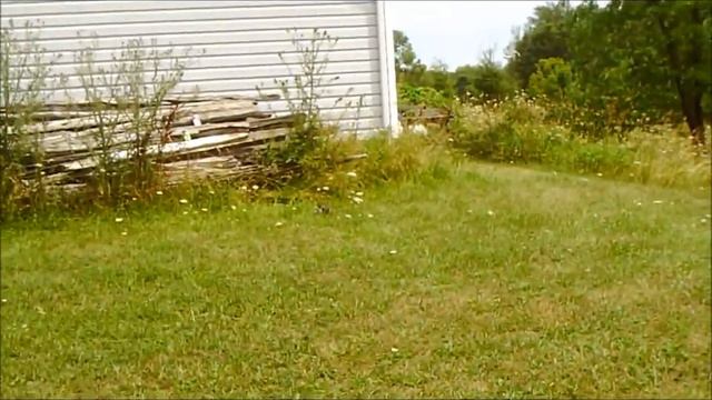 Daisy Red Ryder Lever Action BB Gun Review смотреть онлайн