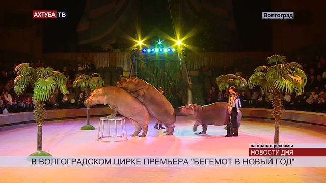 В волгоградский цирк приехали удивительные артисты — бегемоты смотреть онлайн