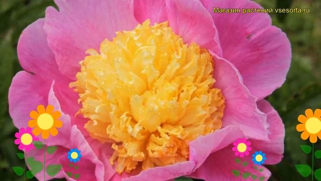 Пион молочноцветковый Мистер Дж.Ф.Эмерик. Краткий обзор paeonia lactiflora Mr. G.F. Hemerik смотреть онлайн