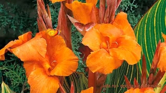 Канна пёстролистная Голд Адер (gold Ader Gold Ader) ? обзор: как сажать, луковицы канну Голд Адер