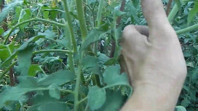 Томат Ночная свеча.