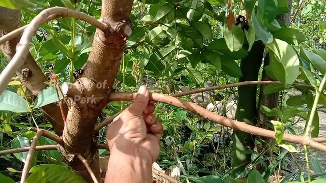 3 HAL PENTING !! CARA CANGKOK PALING CEPAT BERAKAR DIJAMIN 1000% ANTI GAGAL смотреть онлайн
