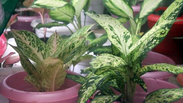 Aglaonema varieties and my collections ! Indoor plants ! Malayalam Gardening ! Chinese evergreen . смотреть онлайн