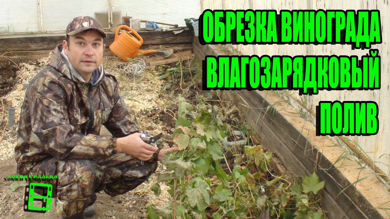ОБРЕЗКА ВИНОГРАДА. ВЛАГОЗАРЯДКОВЫЙ ПОЛИВ. ПОДГОТОВКА ВИНОГРАДНИКА К ЗИМЕ. СЕВЕРНЫЙ ВИНОГРАДНИК С "0" смотреть онлайн