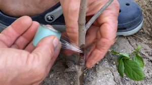 Прививка хурмы весной,сроки.