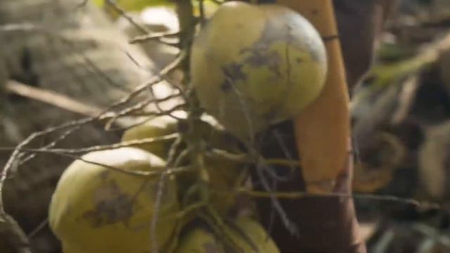 Kalipay Coconut Farm ОСТРОВ ПОЛИЛЛО, ФИЛИППИНЫ | Янг Ливинг Россия смотреть онлайн