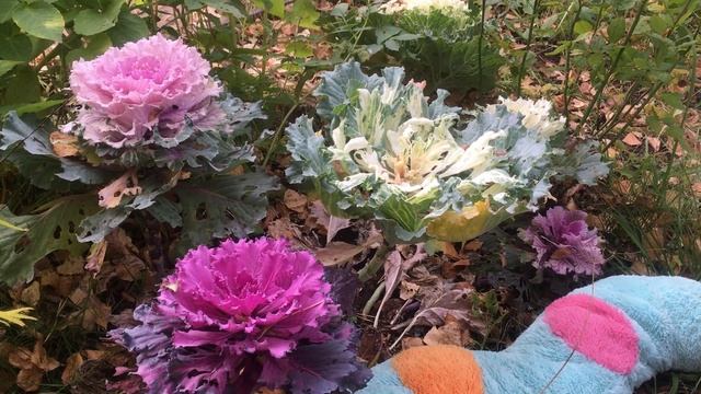 Удав на даче смотреть онлайн