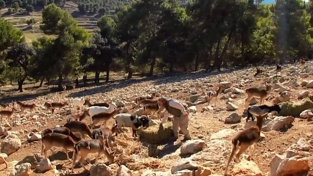 #BENIDORM - #SAFARI AITANA - UNIQUE смотреть онлайн
