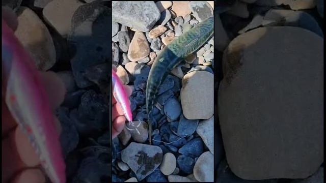 Ловля скумбрии на воблер 90 мм (25 гр) от Mr. Musurok