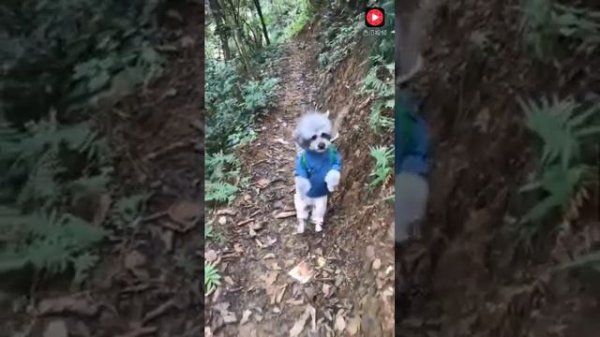 Собачка  идет как человек