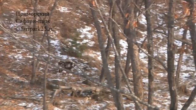 АМУР И ТИМУР - 2 ГОДА ПЕРВОЙ ВСТРЕЧЕ