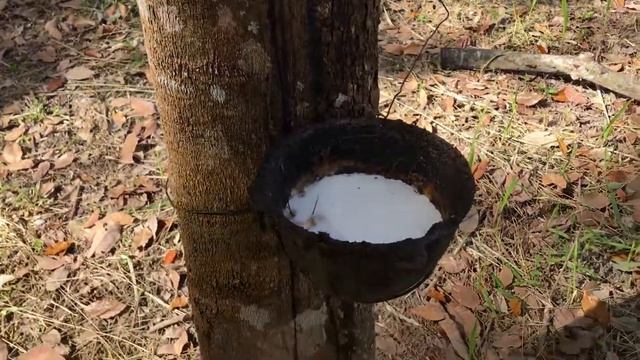 Из смолы гевеи получают латекс в Тайланде смотреть онлайн