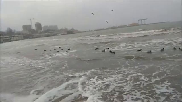 Анапа | Метель, море, лебедь смотреть онлайн