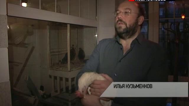 Хотите завести себе корову? смотреть онлайн