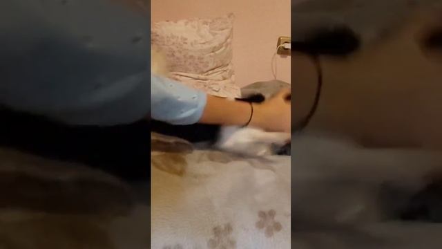 Шанель обожает забираться на кровать и баловаться! #смешнаясобака #cutedogs #perrosgraciosos смотреть онлайн