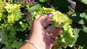 Гортензия метельчатая Металлика!!! НОВИНКА!!!