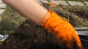 Открываю гортензию после зимы/ Гортензия крупнолистная / Почки живы/ Часть 4/6