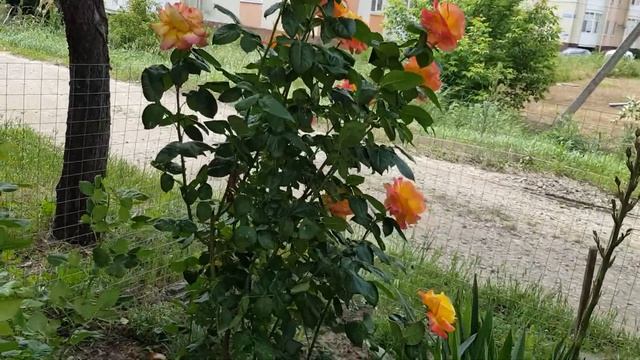 Сорт розы Восточный Экспрес-рослая и Яркая и небольшой обзор роз соседки 10 июня 2021 года смотреть онлайн