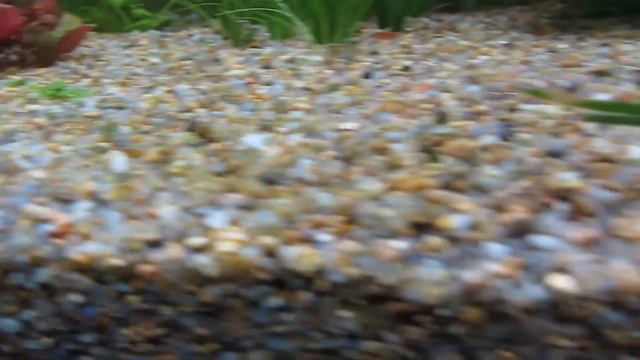 ☘ Водоросли в аквариуме, черная борода и нитчатка. смотреть онлайн