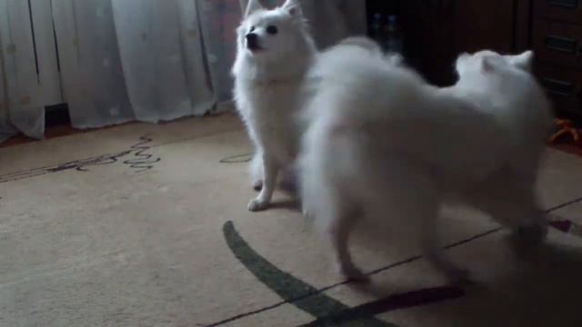 Тэя и Йока смотреть онлайн