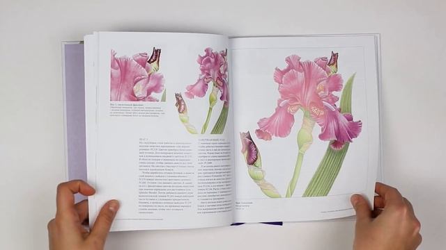 МОИ КНИЖНЫЕ НОВИНКИ ПО РИСОВАНИЮ И КАЛЛИГРАФИИ/1 ЧАСТЬ смотреть онлайн
