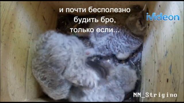Совята в гнезде смотреть онлайн