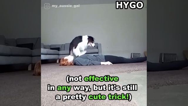 Genius Dog Takes Herself Sledding смотреть онлайн