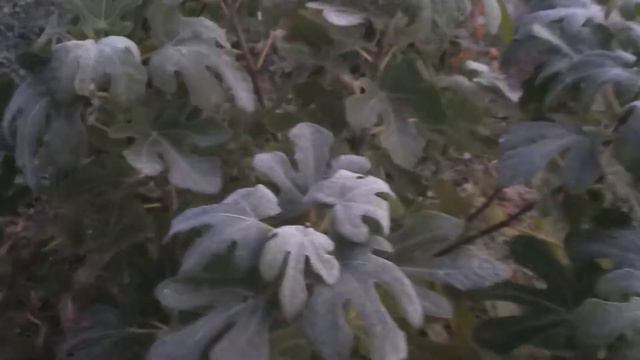 Рассвет нового дня, поют петухи!!! Первые заморозки. Всем доброго утра!!! 💕 смотреть онлайн