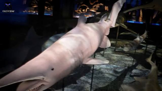 5 самых страшных животных, самые безобразные животные / Интересные факты о животных смотреть онлайн