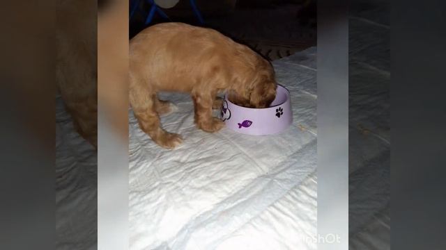 Английский Кокер-спаниель ? 16 января 2021 Наша лапа #Бетти# 1 месяц ? Наша мечта сбылась ? смотреть онлайн