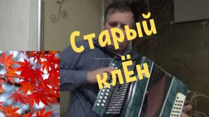 Старый клен на гармони