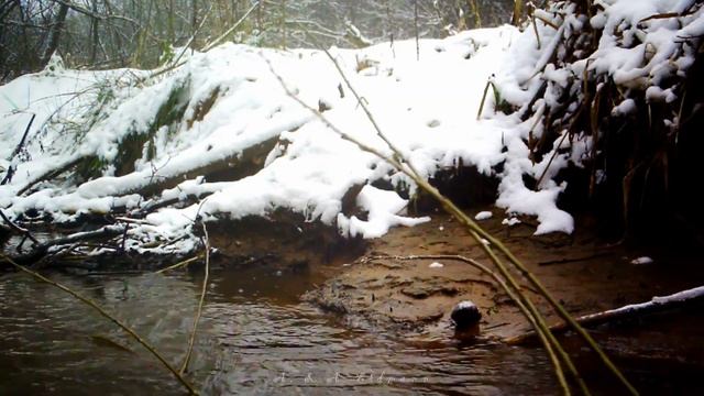 Бобры готовятся к зиме смотреть онлайн