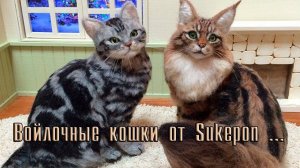 Войлочные кошки от Sukepon  *