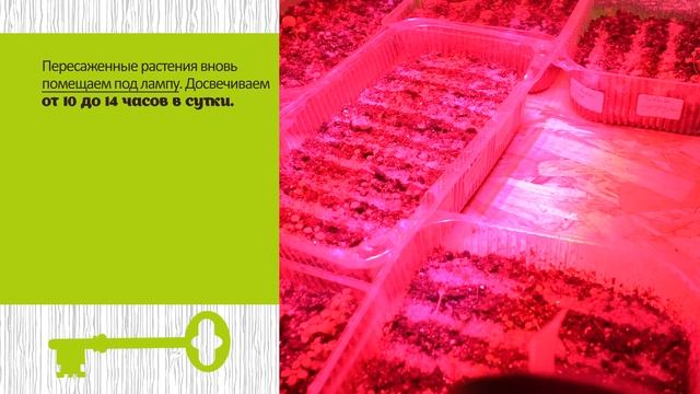 Пикировка эустомы. Способ опытного цветовода смотреть онлайн