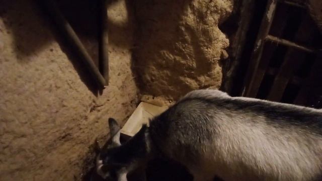 Козёл научился открывать калитку смотреть онлайн