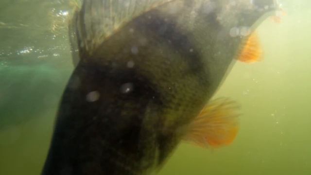 Рыбалка на Сенеже, 06.07.2014 смотреть онлайн