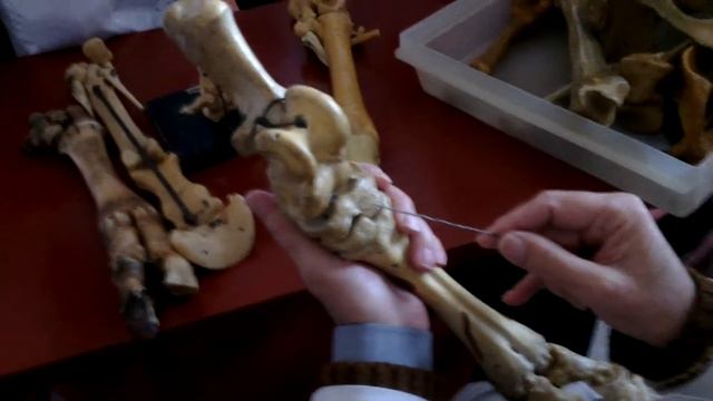 Скелет конечностей Задняя автоподия (плюсна, заплюсна) смотреть онлайн