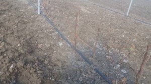 Первая подкормка (кальциевой селитрой)