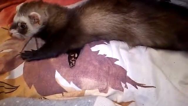 Как просыпается хорек смотреть онлайн