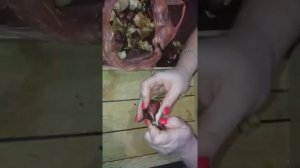 Луковицы тюльпанов после выгонки