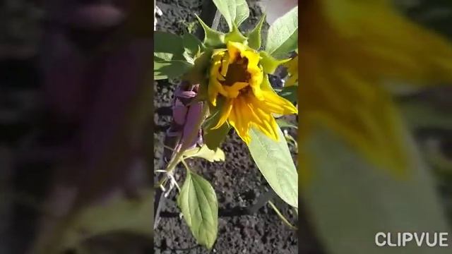 Подсолнухи растут! смотреть онлайн