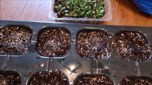 ПЕРСИДСКАЯ РОМАШКА: ЧТО НАДО ЗНАТЬ ПРО ПИКИРОВКУ РАСТЕНИЯ