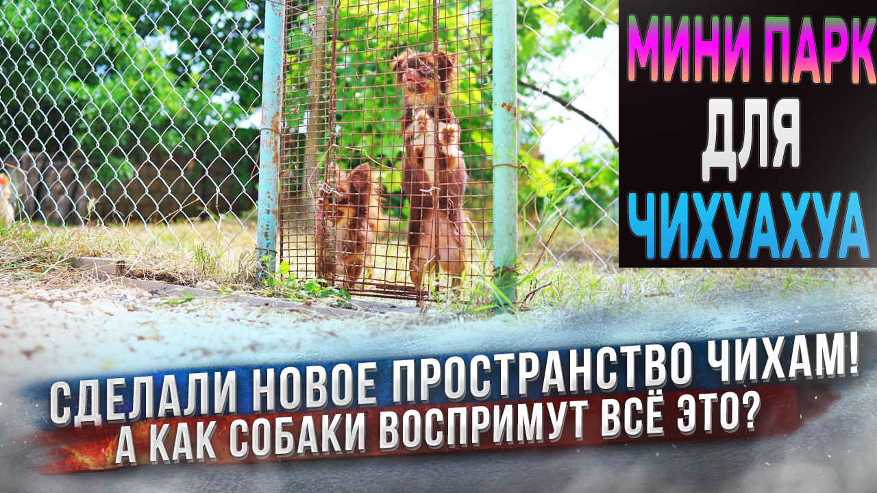 Сюрприз для чихуахуа!!! Сделали у дома парк для них! смотреть онлайн