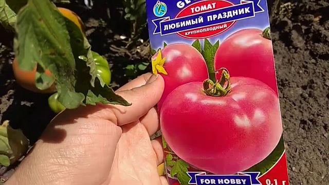Томат любимый праздник смотреть онлайн