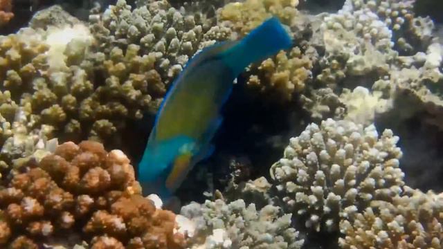 Red sea adventure (underwater life on coral reef) смотреть онлайн